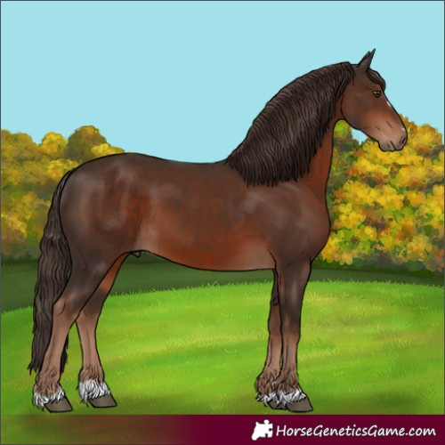 Horse Color:Unknown 