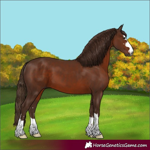 Horse Color:Unknown 