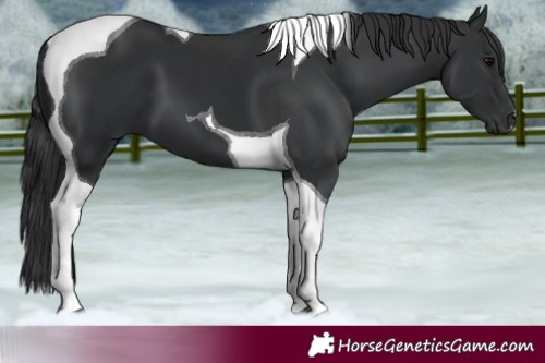 Horse Color:Black Tobiano 