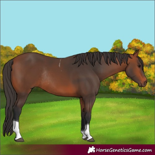Horse Color:Bay Tobiano Rabicano