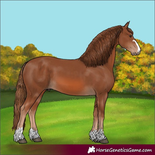 Horse Color:Chestnut 
