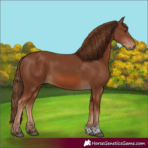 Horse Color:Unknown 
