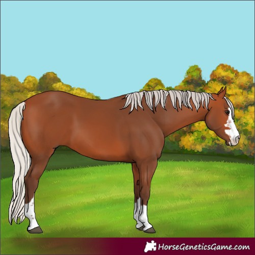 Horse Color:Silver Bay 
