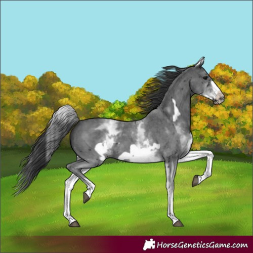 Horse Color:White Spotted Black Sabino Frame