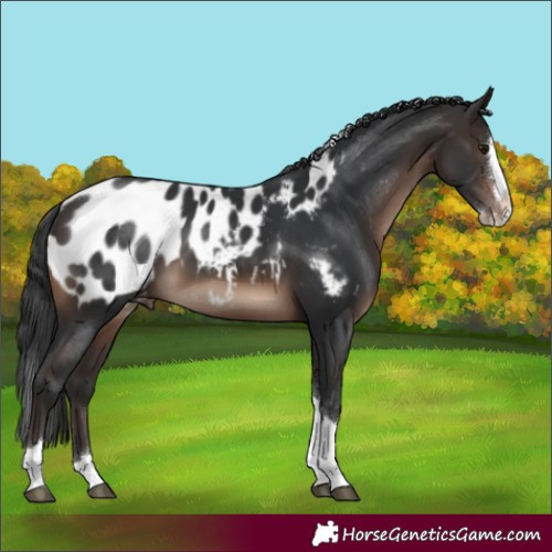 Horse Color:Brown Splash Tobiano Blanket