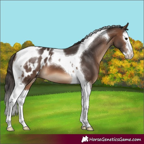 Horse Color:Brown Splash Tobiano Appaloosa