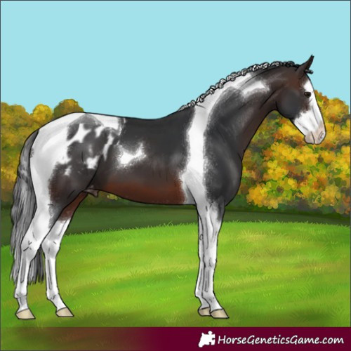 Horse Color:Brown Splash Tobiano Blanket 