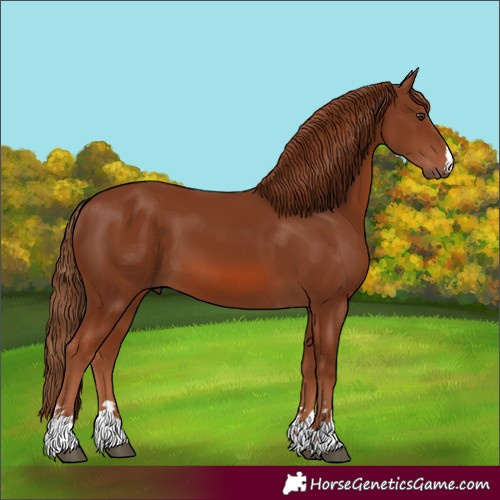 Horse Color:Unknown 