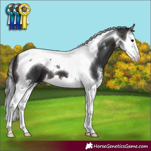 Horse Color:Brown Sabino Splash Tobiano