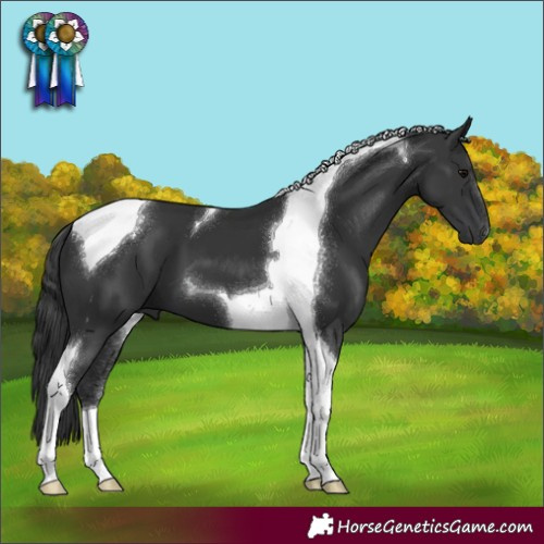 Horse Color:Black Tobiano