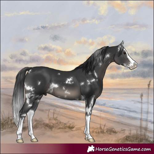 Horse Color:White Spotted Black Splash