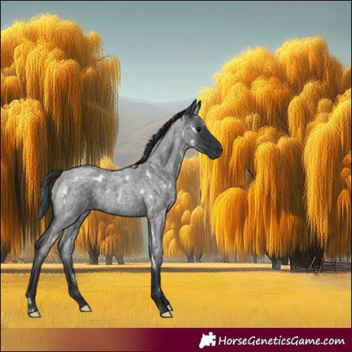 Horse Color:White Spotted Blue Roan 