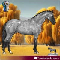 Horse Color:White Spotted Blue Roan 