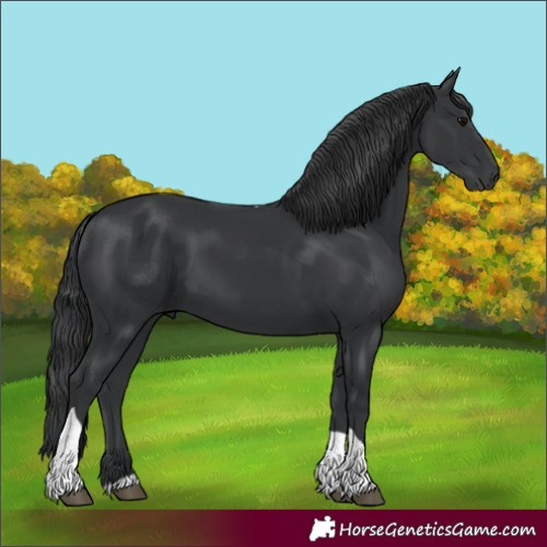 Horse Color:Black Tobiano 