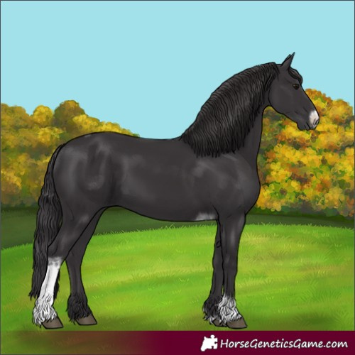 Horse Color:Unknown