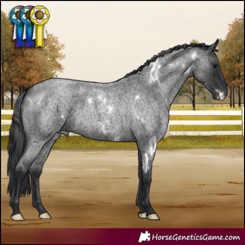 Horse Color:White Spotted Blue Roan