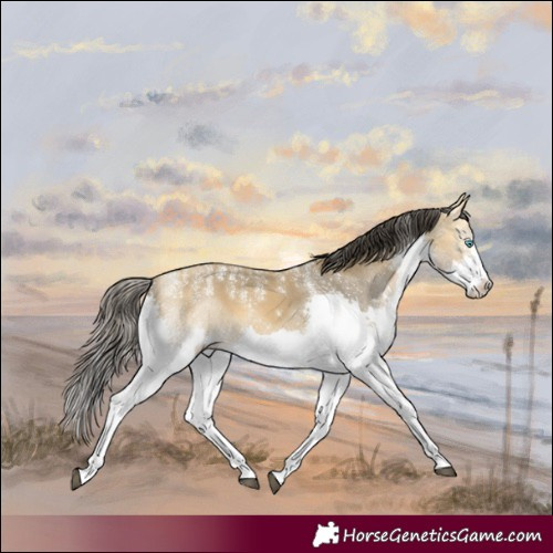 Horse Color:Powder White Buckskin Splash 