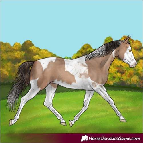 Horse Color:Amber Champagne Splash Tobiano