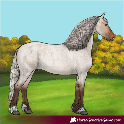 Horse Color:Unknown 