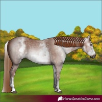 Horse Color:Gray White Spotted Chestnut Sabino Frame 