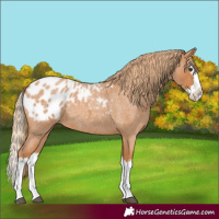 Horse Color:Red Roan Splash Blanket 
