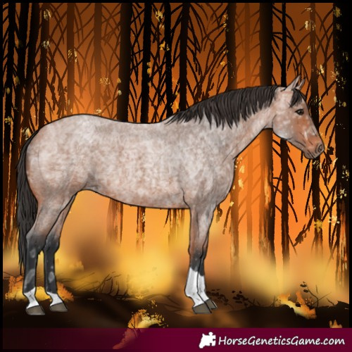 Horse Color:Bay Ice Roan Tobiano