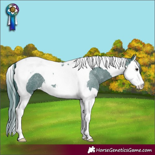 Horse Color:Watercolor Smoky Blue Roan Splash Tobiano