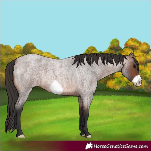 Horse Color:Brown Roan Frame