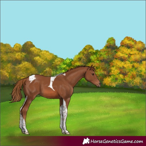 Horse Color:Chestnut Tobiano