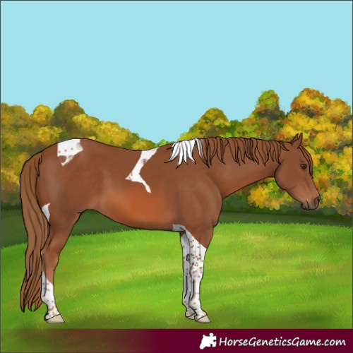 Horse Color:Chestnut Tobiano