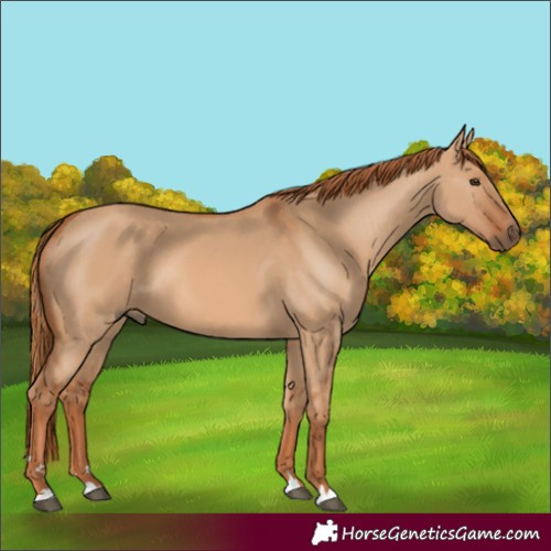 Horse Color:Red Dun
