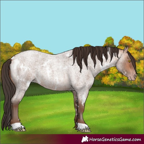 Horse Color:White Spotted Amber Champagne Roan
