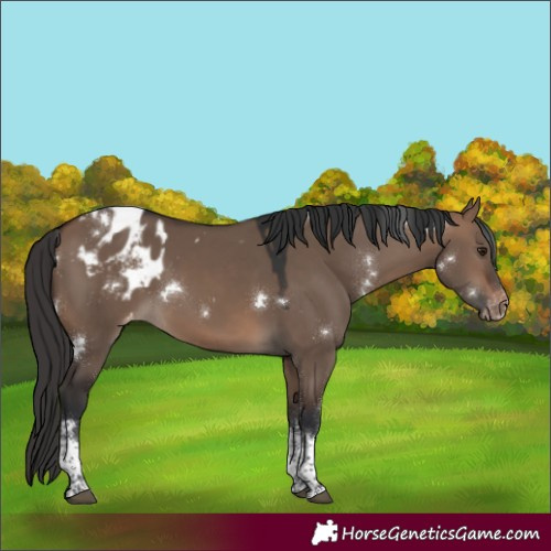 Horse Color:White Spotted Brown Dun Tobiano Varnish