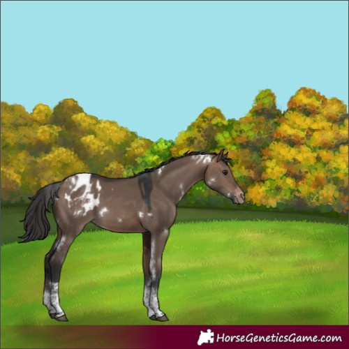 Horse Color:White Spotted Brown Dun Tobiano Appaloosa