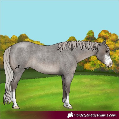 Horse Color:Silver Blue Roan Sabino 