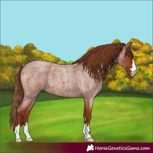 Horse Color:Red Roan