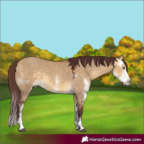 Horse Color:Chocolate Buckskin Dun Sabino Rabicano 