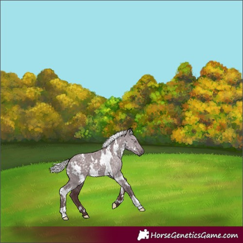 Horse Color:White Spotted Chocolate Silver Grullo Chinchilla