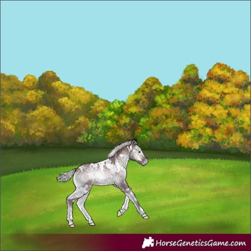 Horse Color:White Spotted Chocolate Silver Blue Onyx Chinchilla