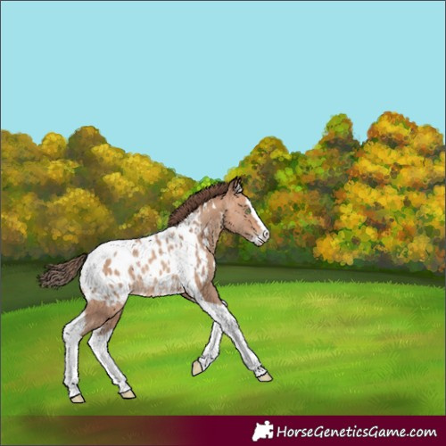 Horse Color:Amber Champagne Splash Tobiano Appaloosa Rabicano