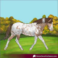 Horse Color:Amber Champagne Splash Tobiano Blanket Rabicano 
