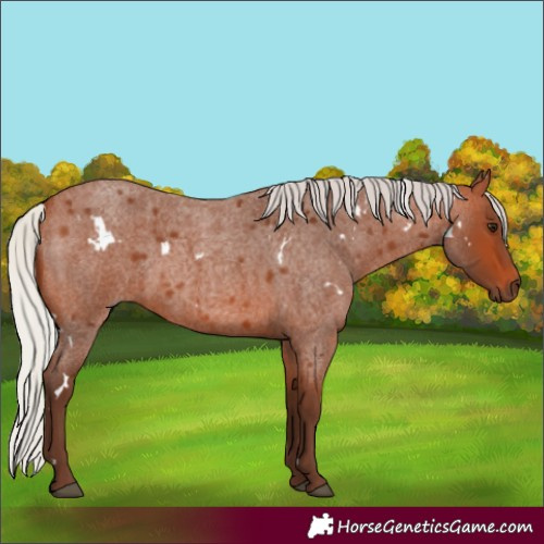 Horse Color:White Spotted Silver Bay Roan 