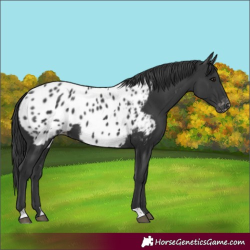 Horse Color:Black Appaloosa 