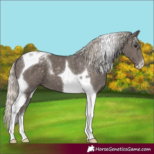 Horse Color:Silver Smoky Black Tobiano 