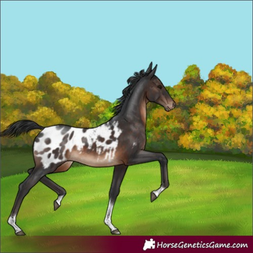 Horse Color:Brown Tobiano Appaloosa