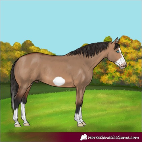 Horse Color:Bay Dun Splash Frame Rabicano 