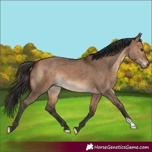 Horse Color:Brown Dun