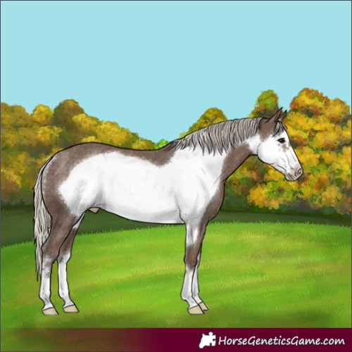 Horse Color:Silver Black Frame Rabicano