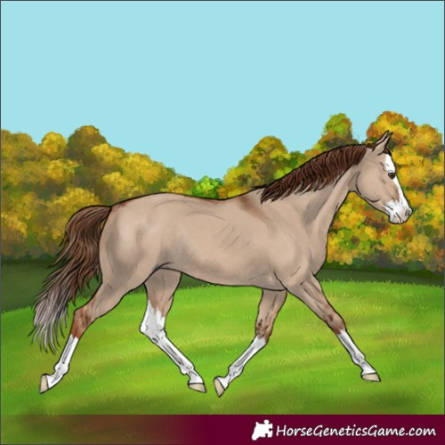 Horse Color:Red Dun Splash Rabicano