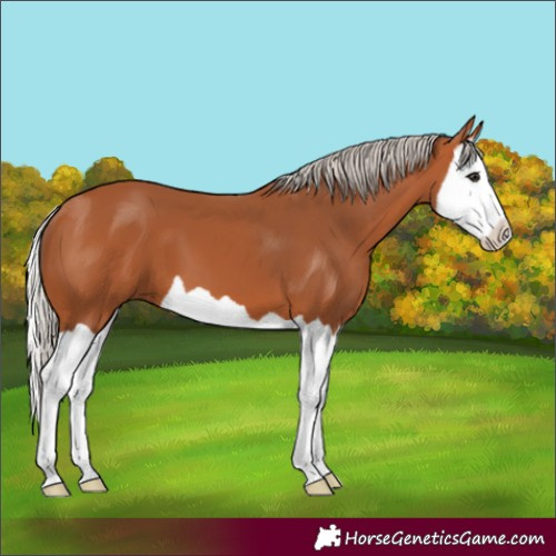 Horse Color:Silver Bay Splash